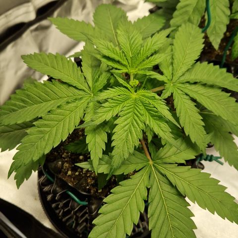 Amnesia Haze - Amy growlog timeline photo