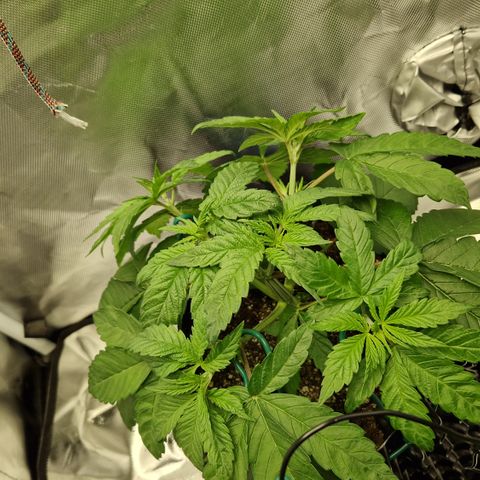 Crown Seeds Purple Haze - Lili growlog timeline photo
