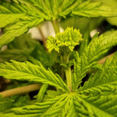 Amnesia Haze - Amy growlog timeline photo
