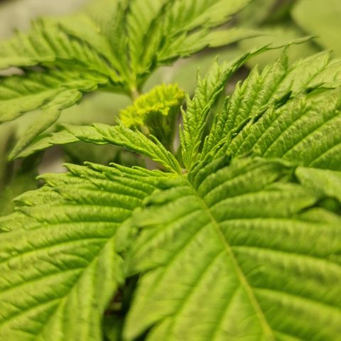 Amnesia Haze - Amy growlog timeline photo