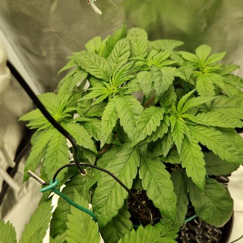 Crown Seeds Purple Haze - Lili growlog timeline photo