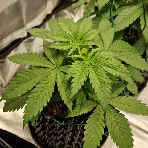 Amnesia Haze - Amy growlog timeline photo
