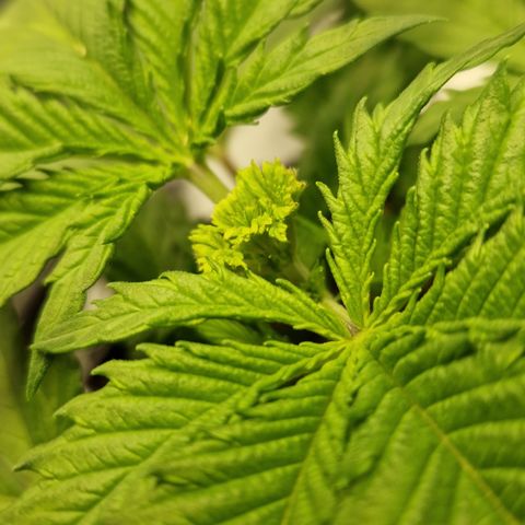 Amnesia Haze - Amy growlog timeline photo