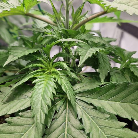 Amnesia Haze - Amy growlog timeline photo