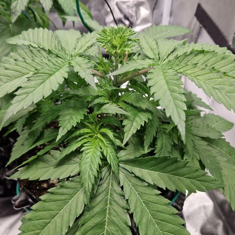Amnesia Haze - Amy growlog timeline photo
