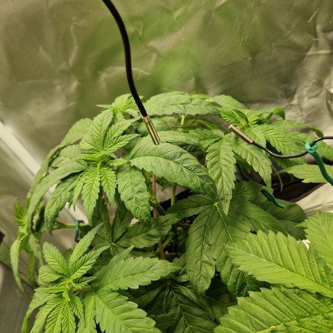 Crown Seeds Purple Haze - Lili growlog photo: Ups, sehr durstig.. Steht wieder nach dem Gießen 😬