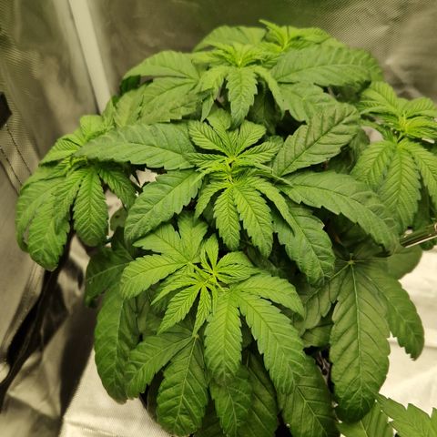 Crown Seeds Purple Haze - Lili growlog photo: Ups, sehr durstig.. Steht wieder nach dem Gießen 😬