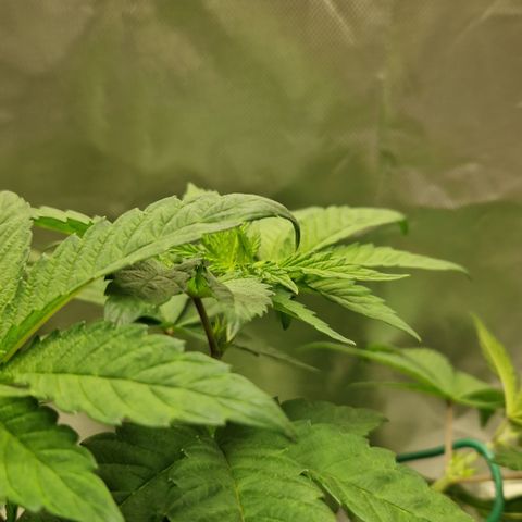 Crown Seeds Purple Haze - Lili growlog photo: Adlerklauen? 