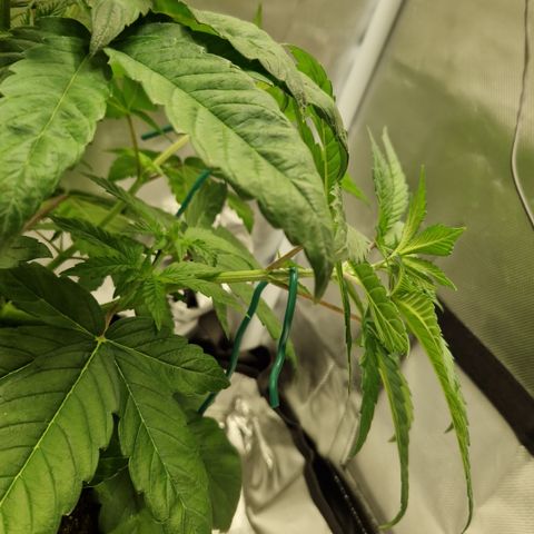 Crown Seeds Purple Haze - Lili growlog photo: Adlerklauen? 
