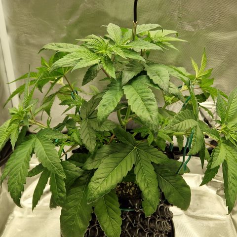 Crown Seeds Purple Haze - Lili growlog photo: Adlerklauen? 
