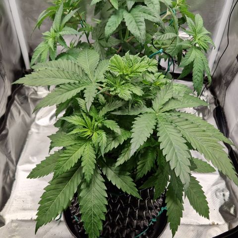 Amnesia Haze - Amy growlog timeline photo