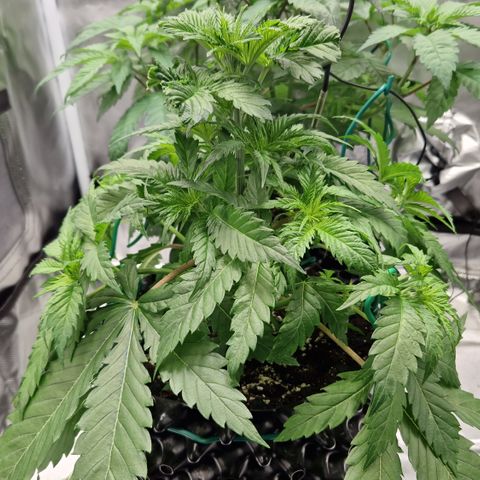 Amnesia Haze - Amy growlog timeline photo