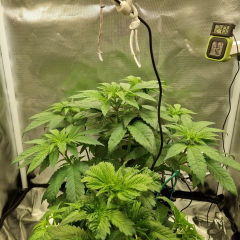 Crown Seeds Purple Haze - Lili growlog timeline photo