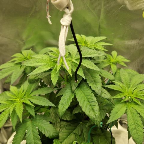 Crown Seeds Purple Haze - Lili growlog timeline photo