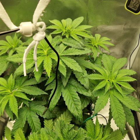 Crown Seeds Purple Haze - Lili growlog timeline photo