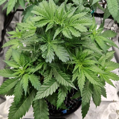 Amnesia Haze - Amy growlog timeline photo