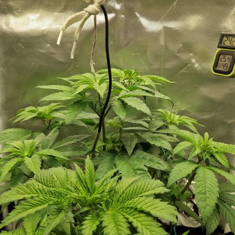 Crown Seeds Purple Haze - Lili growlog timeline photo