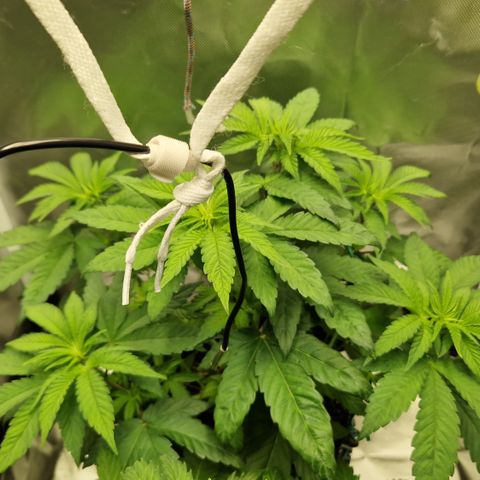 Crown Seeds Purple Haze - Lili growlog timeline photo
