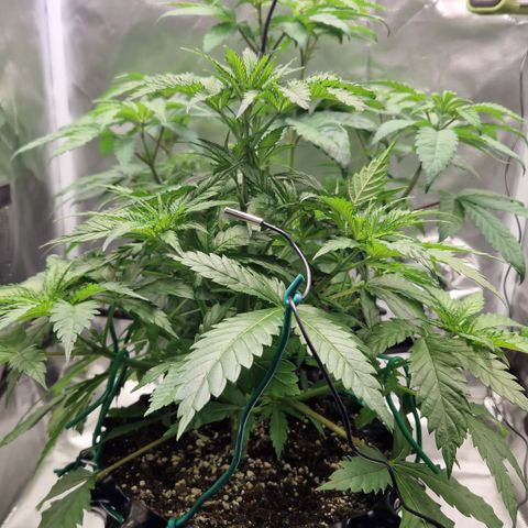 Amnesia Haze - Amy growlog timeline photo