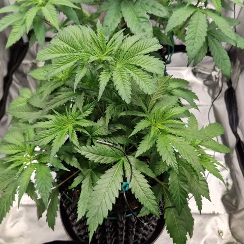 Amnesia Haze - Amy growlog timeline photo