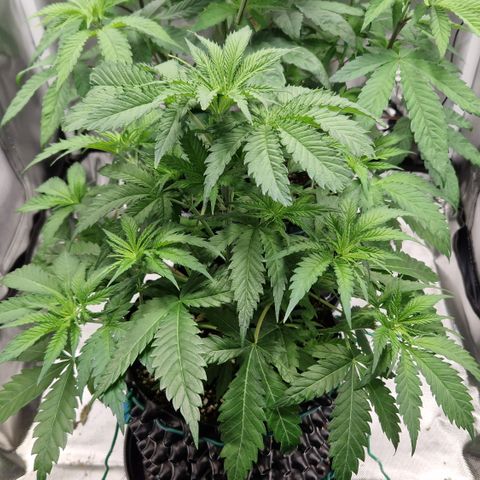 Amnesia Haze - Amy growlog timeline photo