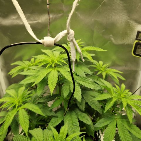 Crown Seeds Purple Haze - Lili growlog timeline photo