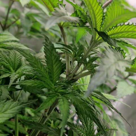 Amnesia Haze - Amy growlog timeline photo