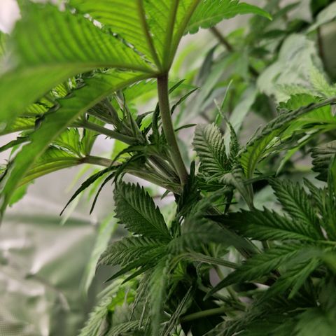Amnesia Haze - Amy growlog timeline photo