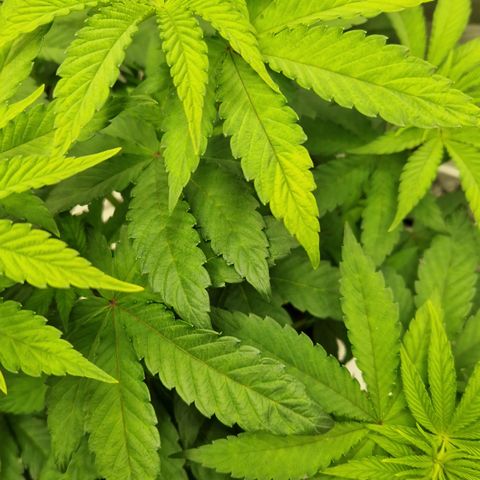 Crown Seeds Purple Haze - Lili growlog timeline photo