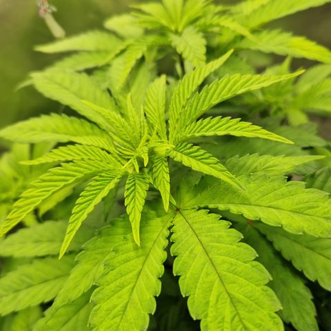 Crown Seeds Purple Haze - Lili growlog timeline photo