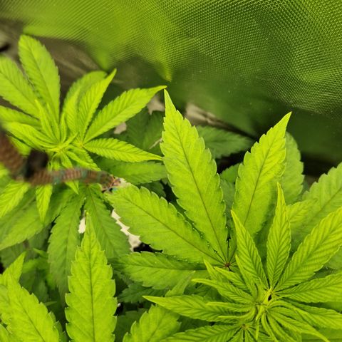 Crown Seeds Purple Haze - Lili growlog timeline photo