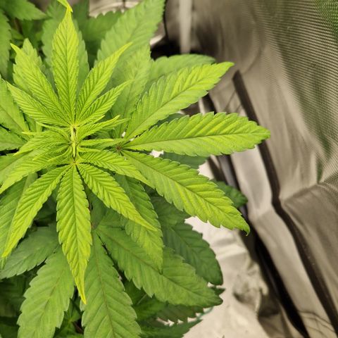 Crown Seeds Purple Haze - Lili growlog timeline photo