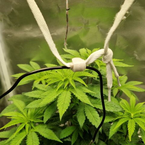 Crown Seeds Purple Haze - Lili growlog timeline photo
