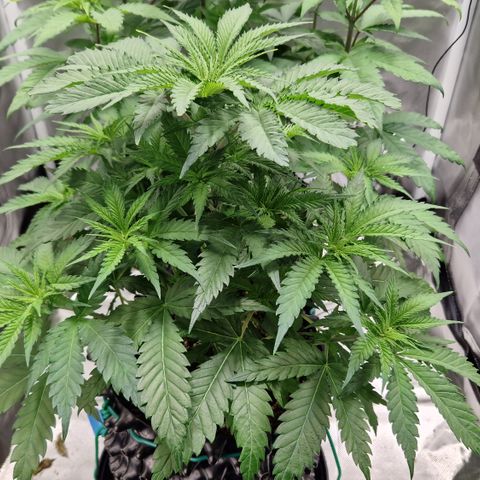 Amnesia Haze - Amy growlog timeline photo