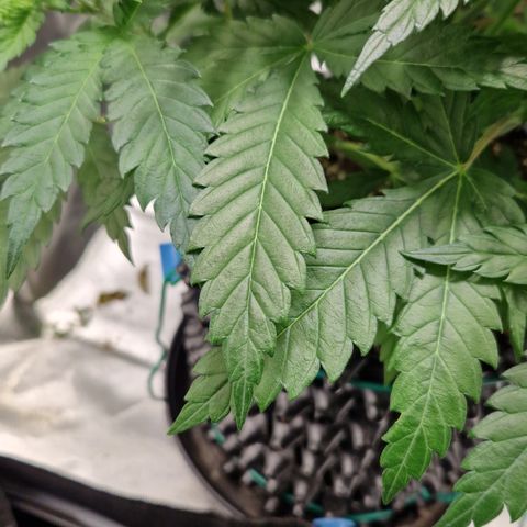 Amnesia Haze - Amy growlog timeline photo