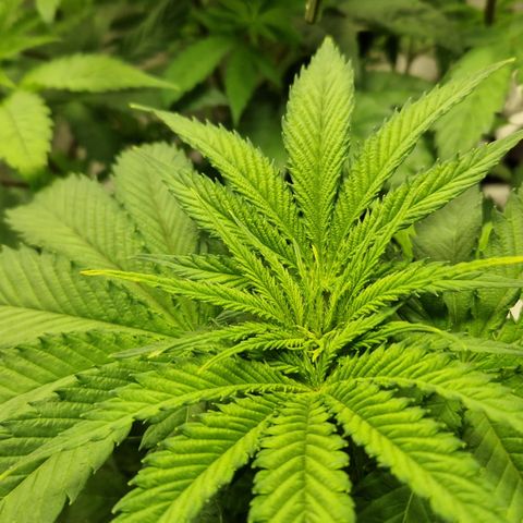 Amnesia Haze - Amy growlog timeline photo