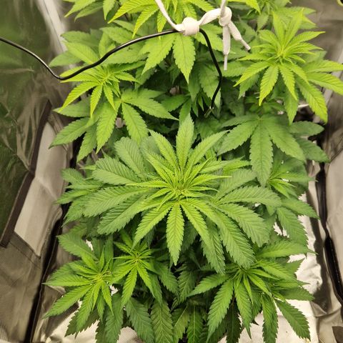 Crown Seeds Purple Haze - Lili growlog timeline photo
