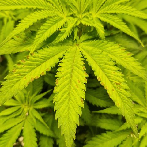 Crown Seeds Purple Haze - Lili growlog timeline photo