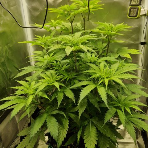 Crown Seeds Purple Haze - Lili growlog timeline photo
