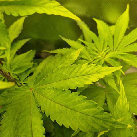 Crown Seeds Purple Haze - Lili growlog timeline photo