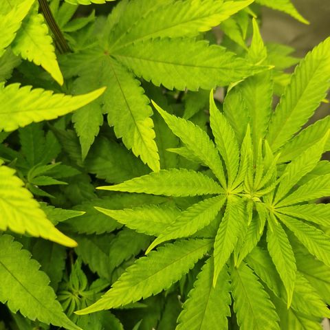 Crown Seeds Purple Haze - Lili growlog timeline photo