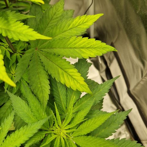 Crown Seeds Purple Haze - Lili growlog timeline photo