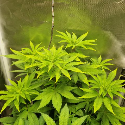 Crown Seeds Purple Haze - Lili growlog timeline photo