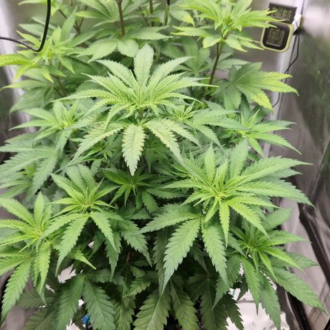 Crown Seeds Purple Haze - Lili growlog timeline photo