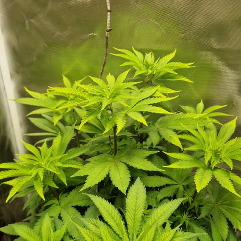 Crown Seeds Purple Haze - Lili growlog timeline photo