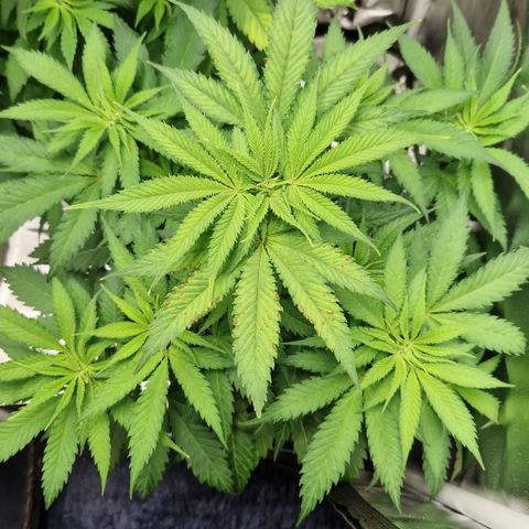 Amnesia Haze - Amy growlog timeline photo