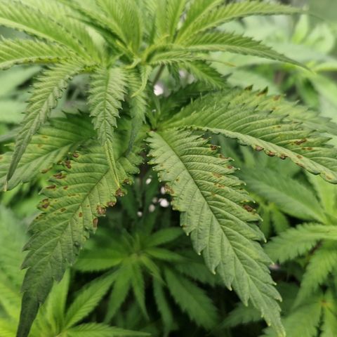 Amnesia Haze - Amy growlog timeline photo