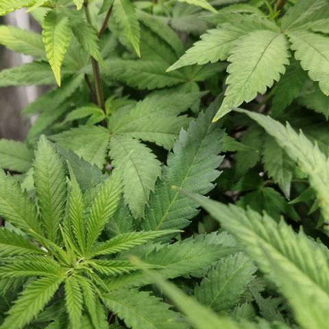 Amnesia Haze - Amy growlog timeline photo