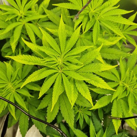 Crown Seeds Purple Haze - Lili growlog timeline photo