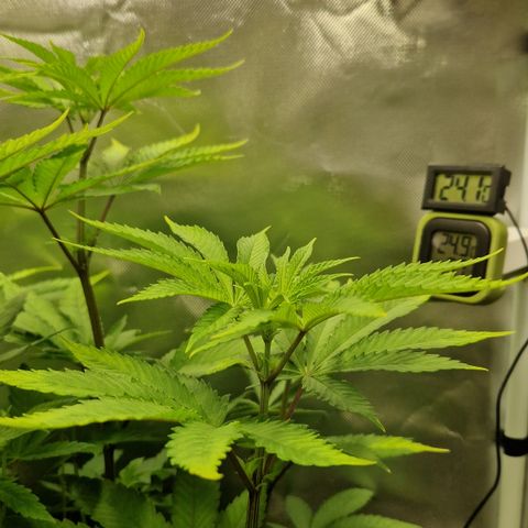 Crown Seeds Purple Haze - Lili growlog photo: Spitzen hoch